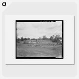 Lumber mill in the piney woods, showing dry stacking. Texas. - Dorothea Lange Poster.