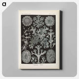 Marine life illustration - エルンスト ヘッケル Canvas.