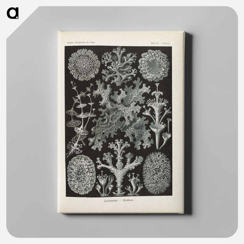 Marine life illustration - エルンスト ヘッケル Canvas.