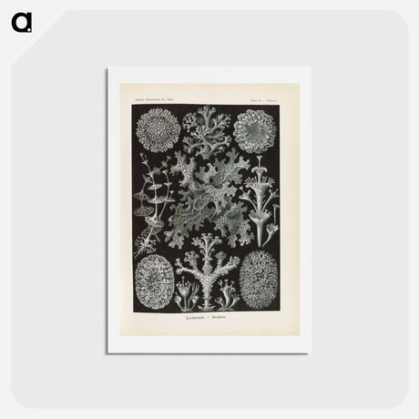 アートポストカード-Marine life illustration - エルンスト ヘッケル Postcard.