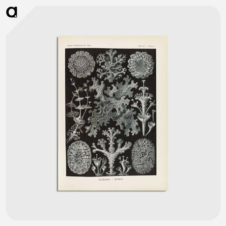 アートポストカード-Marine life illustration - エルンスト ヘッケル Postcard.