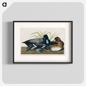 アートポスター-Scaup Duck
 - ジョン ジェームス オーデュボン Poster.