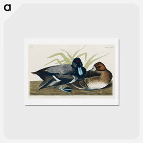 アートポストカード-Scaup Duck
 - ジョン ジェームス オーデュボン Postcard.