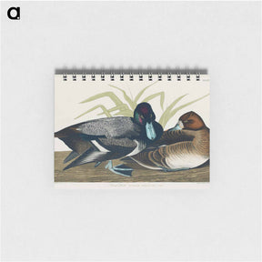 アートメモ帳-Scaup Duck
 - ジョン ジェームス オーデュボン Memo.