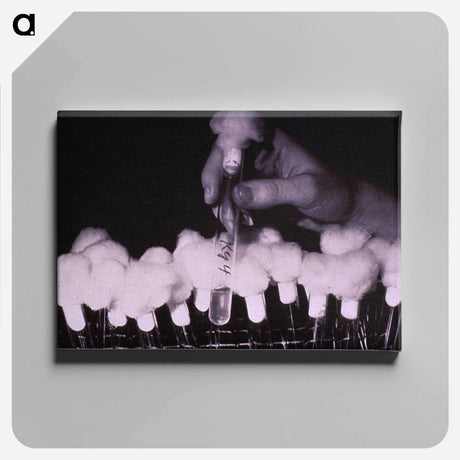 アートパネル-Test Tubes: Cold Virus Research
 - 国立医学図書館 Canvas.