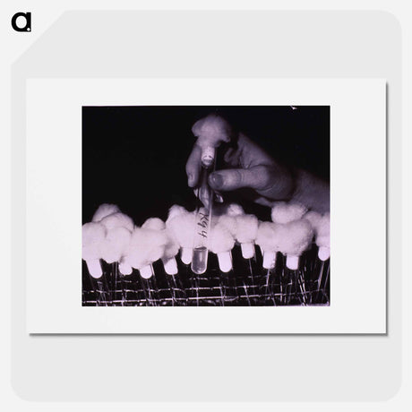 アートポスター-Test Tubes: Cold Virus Research
 - 国立医学図書館 Poster.