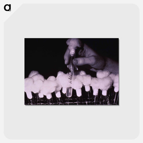 アートポストカード-Test Tubes: Cold Virus Research
 - 国立医学図書館 Postcard.