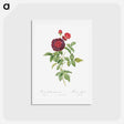 アートポストカード-Guerin's Rose - ピエール ジョゼフ ルドゥーテ Postcard.