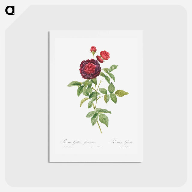アートポストカード-Guerin's Rose - ピエール ジョゼフ ルドゥーテ Postcard.