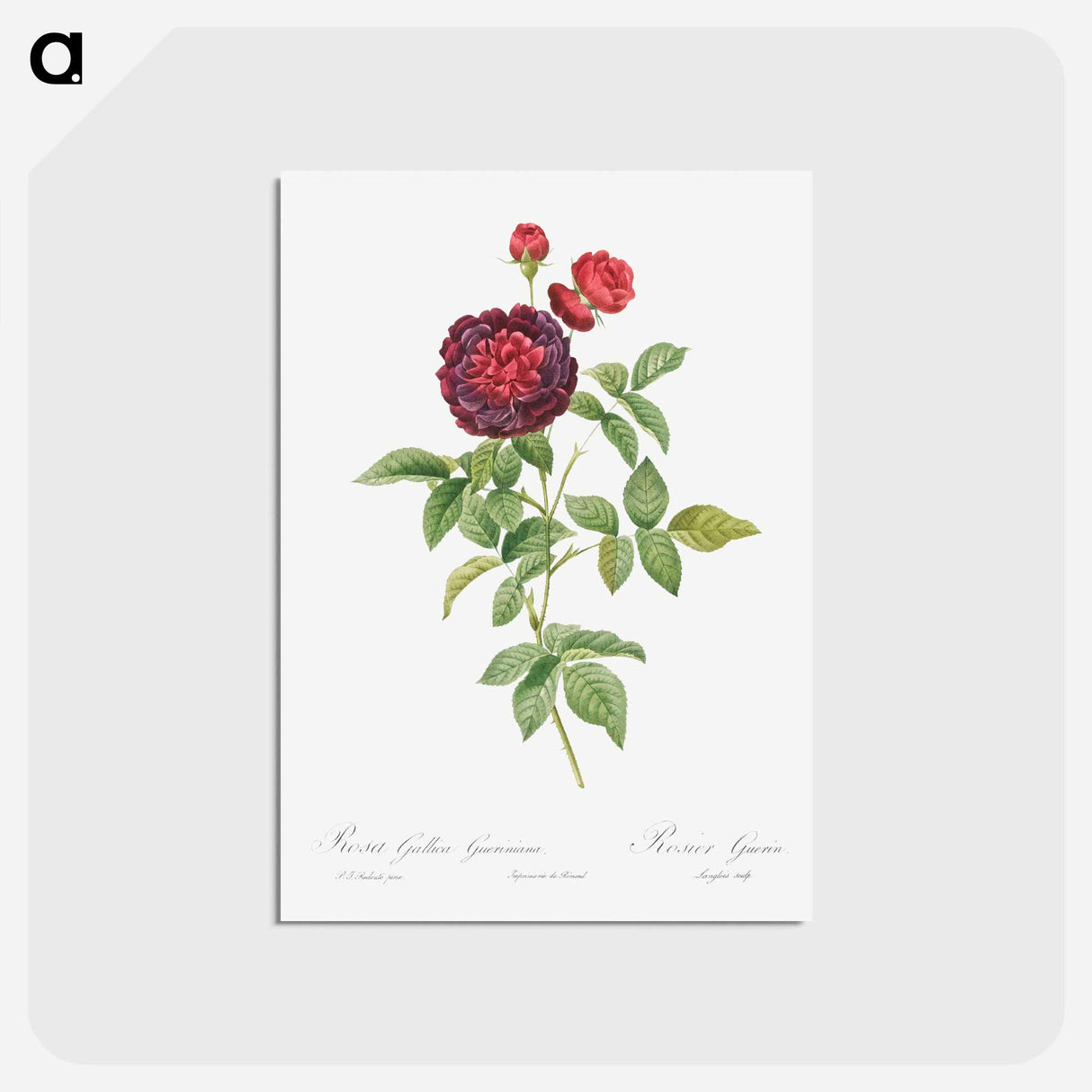 アートポストカード-Guerin's Rose - ピエール ジョゼフ ルドゥーテ Postcard.