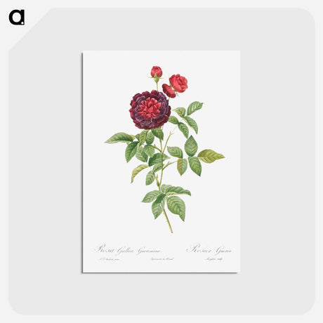 アートポストカード-Guerin's Rose - ピエール ジョゼフ ルドゥーテ Postcard.