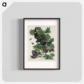 アートポスター-Night Hawk from Birds of America
 - アメリカの鳥たち Poster.