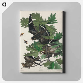 アートパネル-Night Hawk from Birds of America
 - アメリカの鳥たち Canvas.