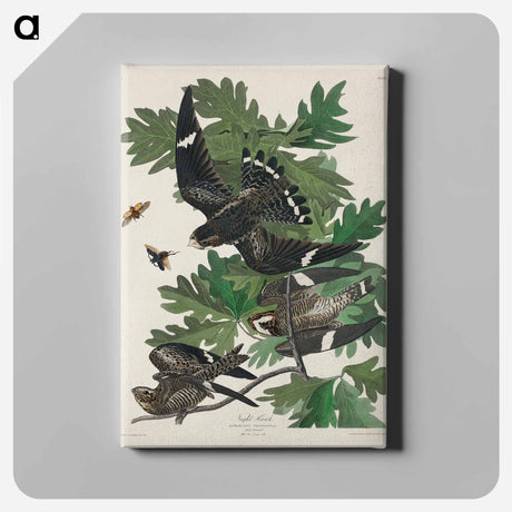 アートパネル-Night Hawk from Birds of America
 - アメリカの鳥たち Canvas.