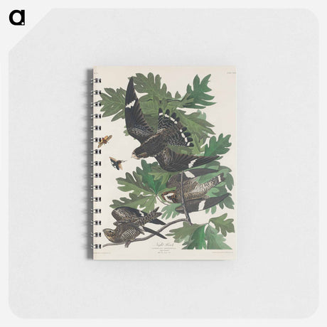 アートメモ帳-Night Hawk from Birds of America
 - アメリカの鳥たち Memo.