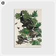 アートポストカード-Night Hawk from Birds of America
 - アメリカの鳥たち Postcard.