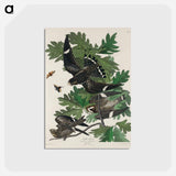 アートポストカード-Night Hawk from Birds of America
 - アメリカの鳥たち Postcard.