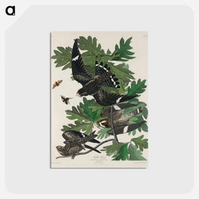 アートポストカード-Night Hawk from Birds of America
 - アメリカの鳥たち Postcard.
