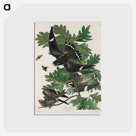 アートポストカード-Night Hawk from Birds of America
 - アメリカの鳥たち Postcard.