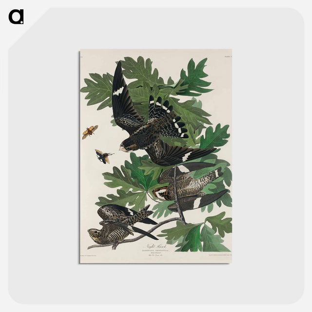 アートポストカード-Night Hawk from Birds of America
 - アメリカの鳥たち Postcard.