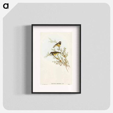 アートポスター-Masked Gerygone
 - オーストラリアの鳥 Poster.