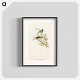 Masked Gerygone
 - オーストラリアの鳥 Poster.