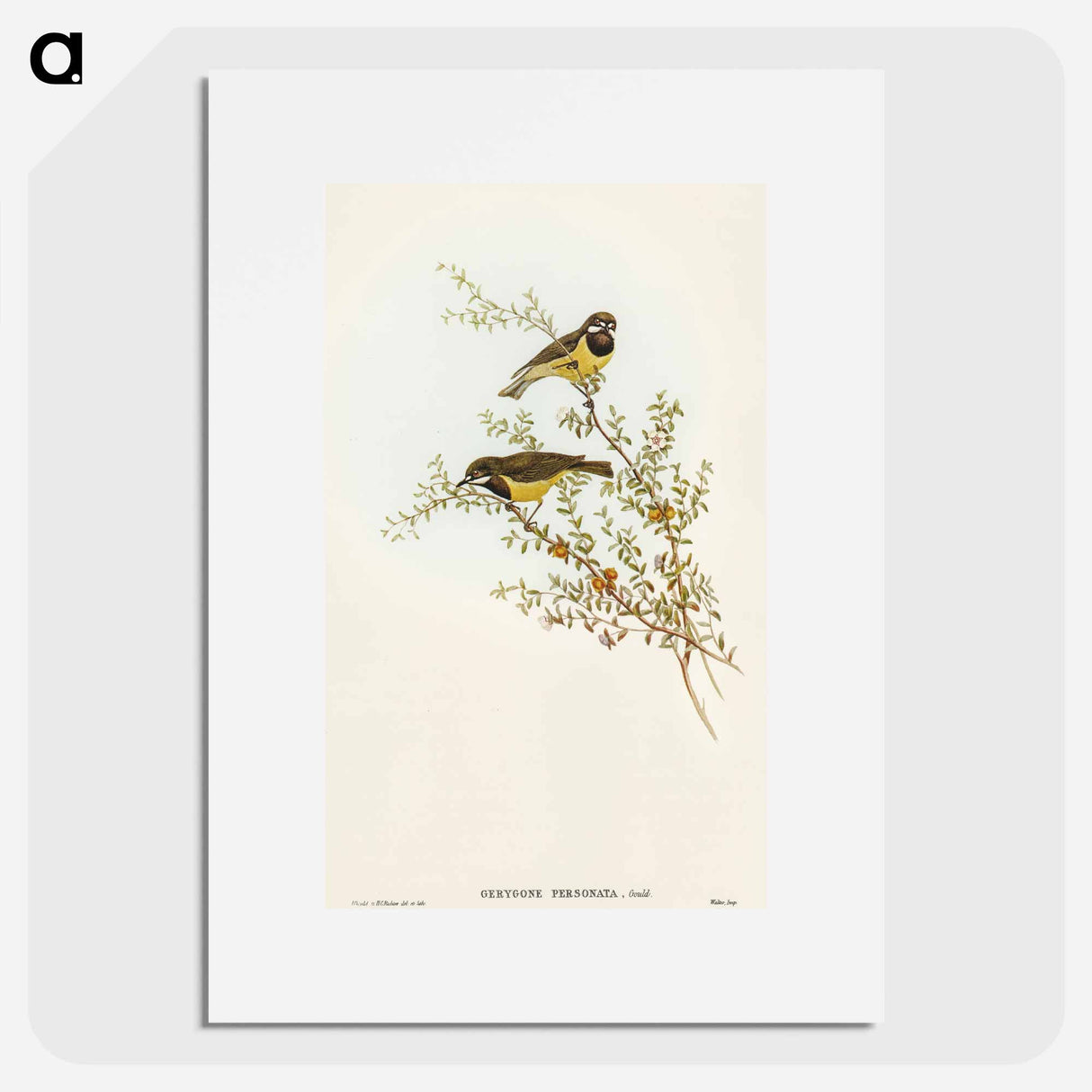 Masked Gerygone
 - オーストラリアの鳥 Poster.