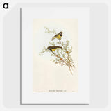 Masked Gerygone
 - オーストラリアの鳥 Poster.