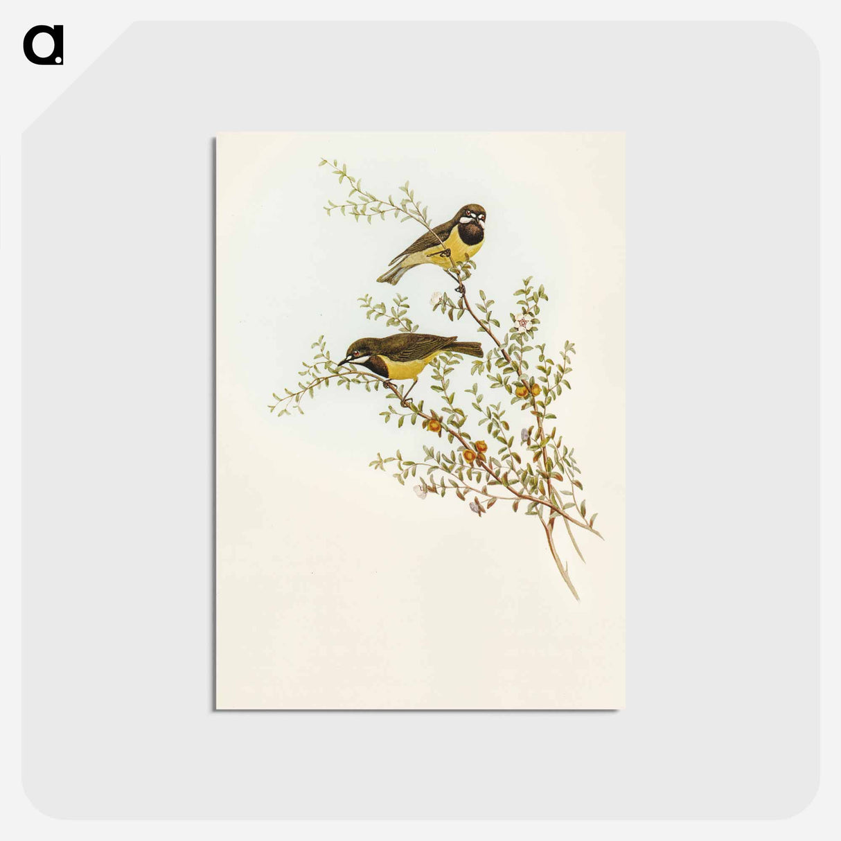 アートポストカード-Masked Gerygone
 - オーストラリアの鳥 Postcard.