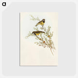 アートポストカード-Masked Gerygone
 - オーストラリアの鳥 Postcard.