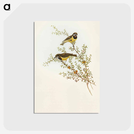 アートポストカード-Masked Gerygone
 - オーストラリアの鳥 Postcard.