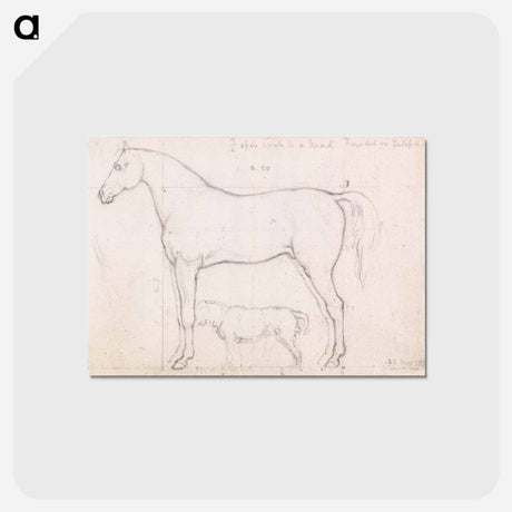 アートポストカード-Anatomical Study of a Horse, Founded on `Eclipse'
 - イェール大学アートギャラリー Postcard.