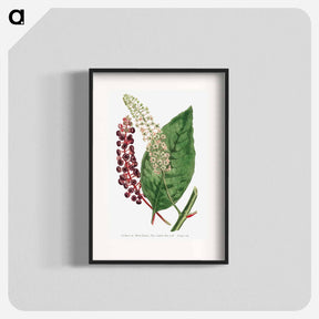 アートポスター-Phytolacca Decandra
 - クリーブランド美術館 Poster.
