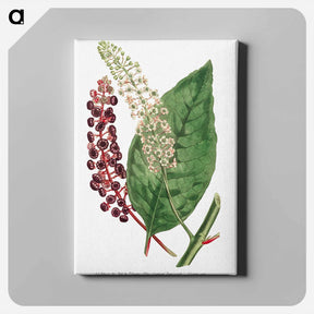アートパネル-Phytolacca Decandra
 - クリーブランド美術館 Canvas.