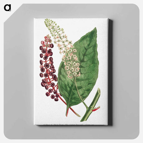 アートパネル-Phytolacca Decandra
 - クリーブランド美術館 Canvas.