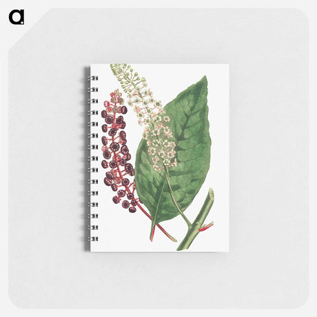 アートメモ帳-Phytolacca Decandra
 - クリーブランド美術館 Memo.