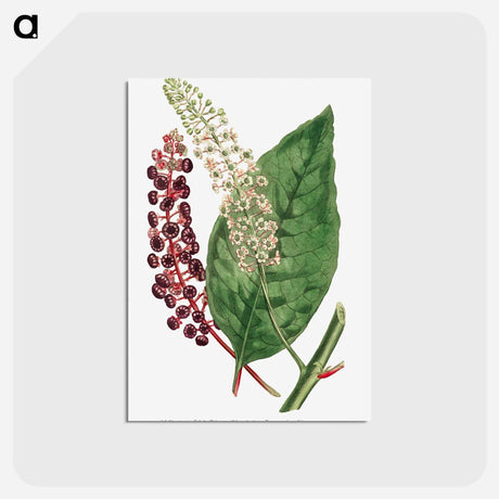 アートポストカード-Phytolacca Decandra
 - クリーブランド美術館 Postcard.