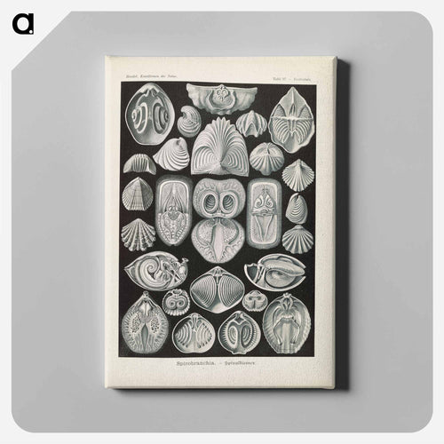 Marine life illustration - エルンスト ヘッケル Canvas.