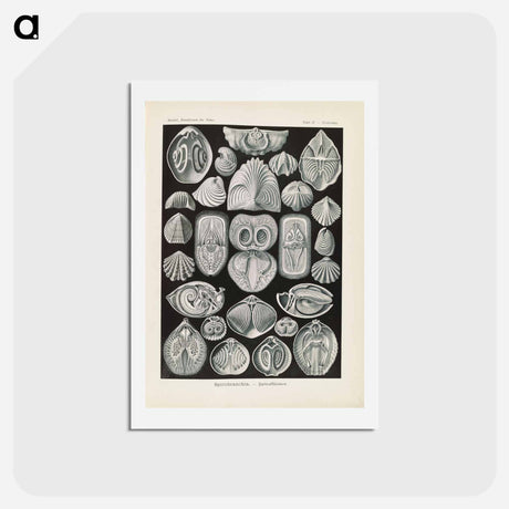 アートポストカード-Marine life illustration - エルンスト ヘッケル Postcard.