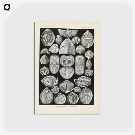 アートポストカード-Marine life illustration - エルンスト ヘッケル Postcard.