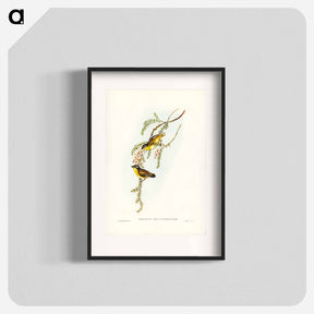 アートポスター-Black-headed Pardalote
 - ジョン グールド Poster.