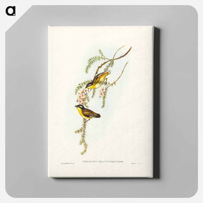 アートパネル-Black-headed Pardalote
 - ジョン グールド Canvas.