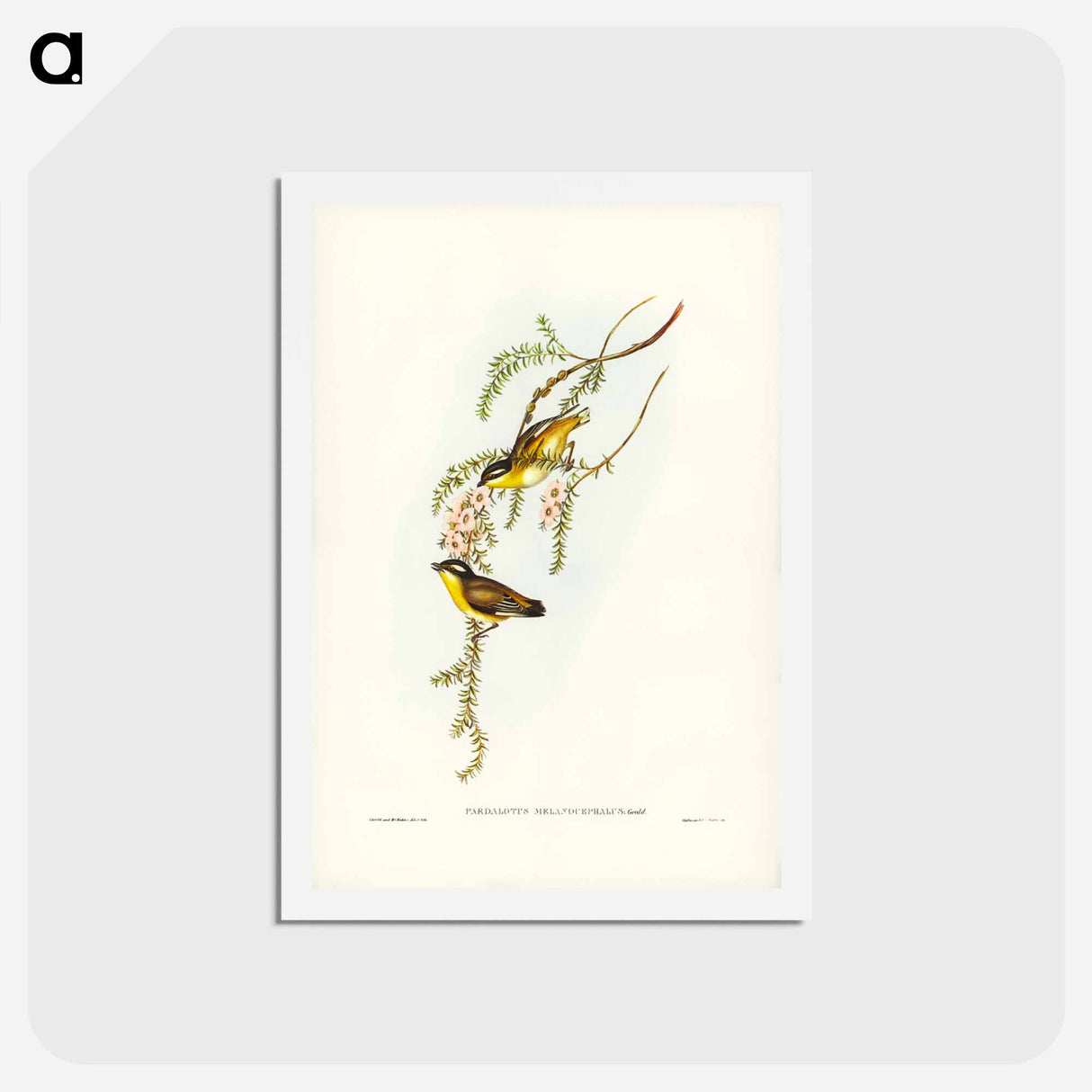 アートポストカード-Black-headed Pardalote
 - ジョン グールド Postcard.