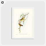 アートポストカード-Black-headed Pardalote
 - ジョン グールド Postcard.