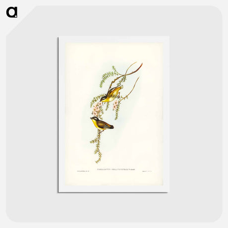 アートポストカード-Black-headed Pardalote
 - ジョン グールド Postcard.