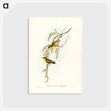 アートポストカード-Black-headed Pardalote
 - ジョン グールド Postcard.