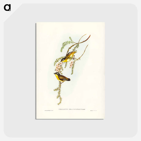 アートポストカード-Black-headed Pardalote
 - ジョン グールド Postcard.