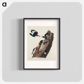 アートポスター-Red-headed Woodpecker
 - ジョン ジェームス オーデュボン Poster.