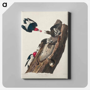 アートパネル-Red-headed Woodpecker
 - ジョン ジェームス オーデュボン Canvas.