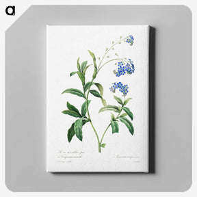 3-91_Pierre-Joseph-Redoute_canvas